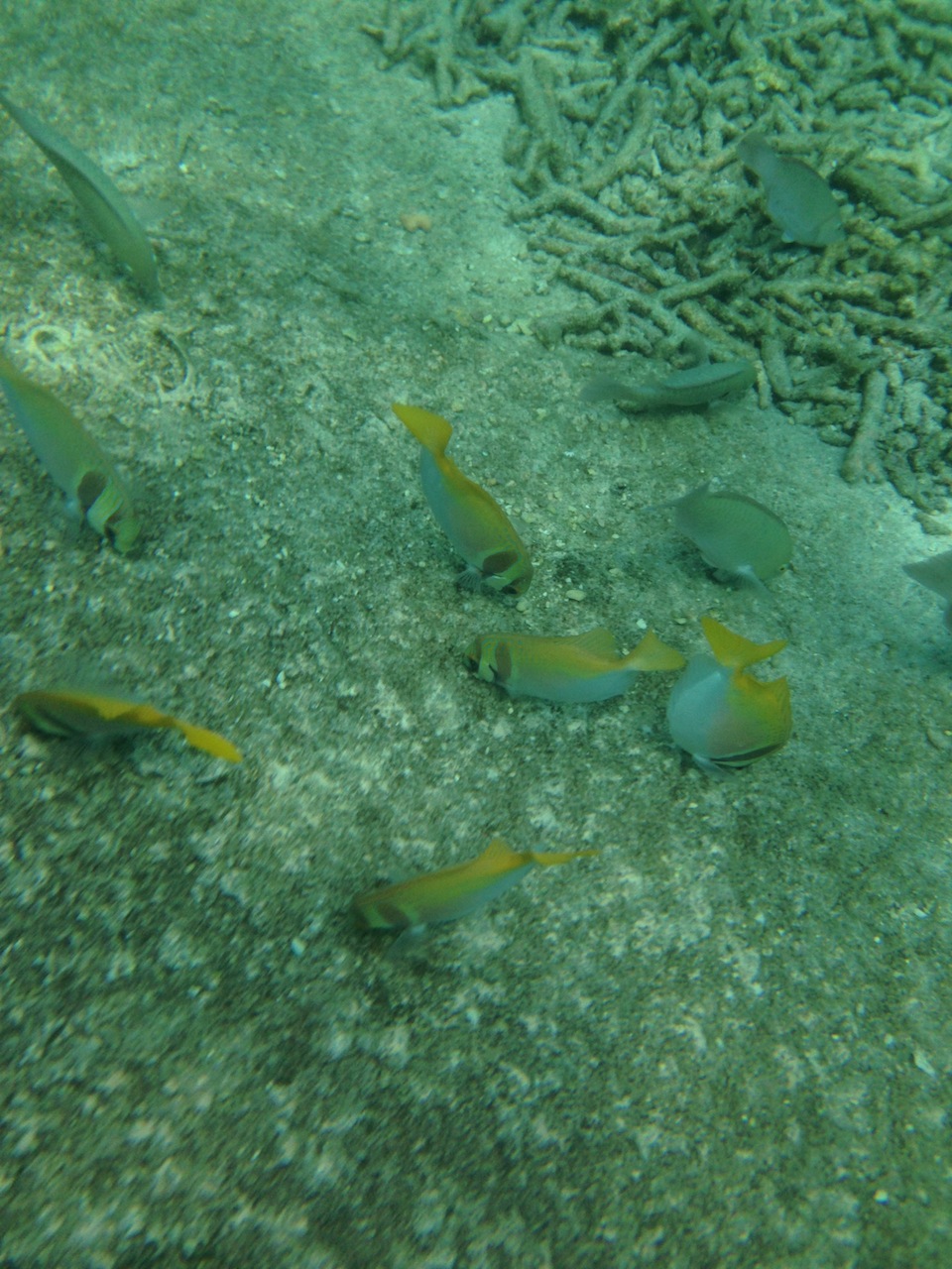 стаи тропических рыб